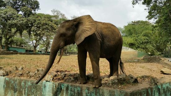 Zoo Nationale d'Abidjan